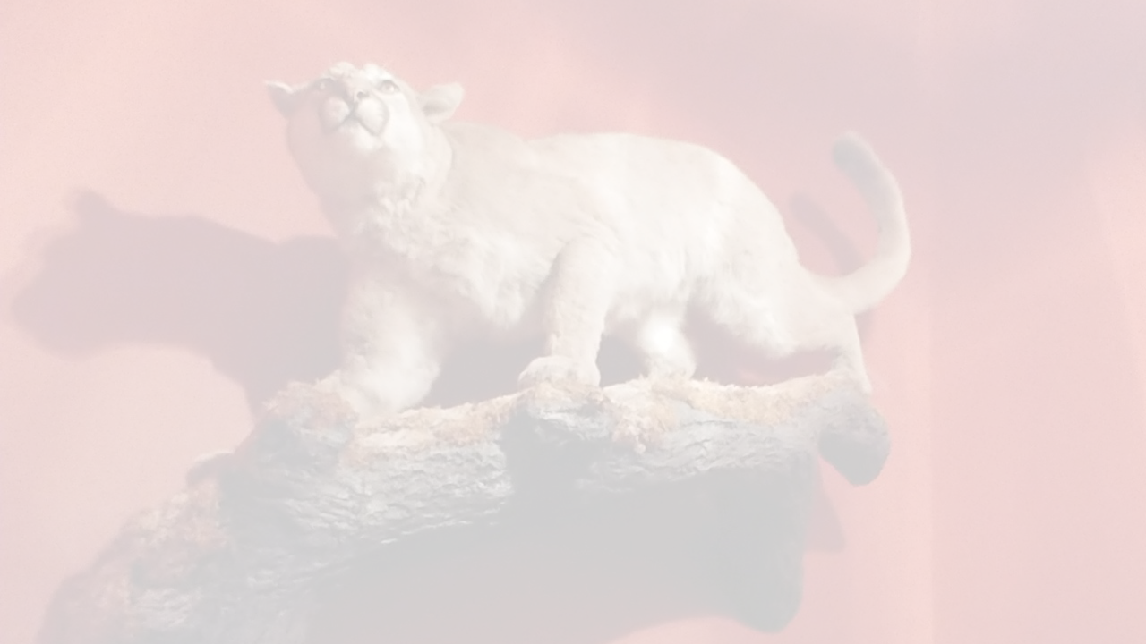 Image of a taxidermy lion perched on an oak branch installed on the wall